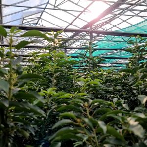 Laurier planten kopen